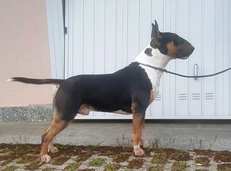 Allevamento Bull Terrier Piemonte Vercelli