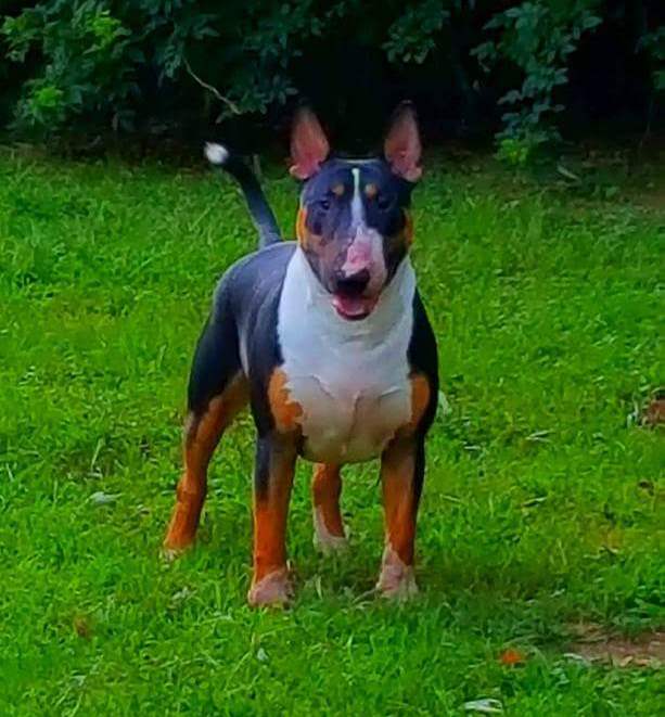 Allevamento Bull Terrier Piemonte Vercelli