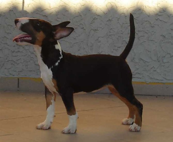 Bull Terrier amy winehouse allevamento the lucifers bull