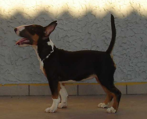 Bull Terrier amy winehouse allevamento the lucifers bull