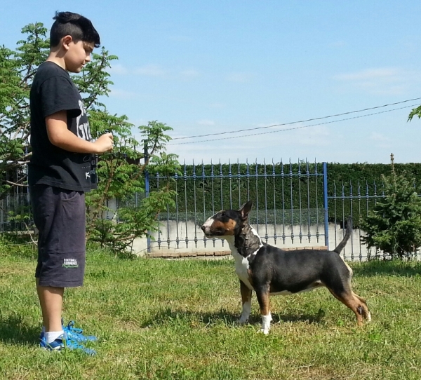 Bull Terrier amy winehouse allevamento the lucifers bull