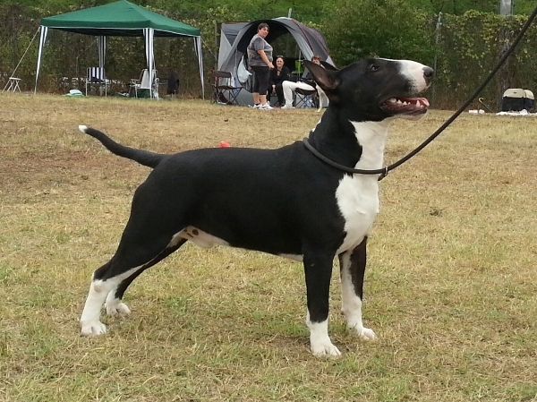 Allevamento Bull Terrier Piemonte Vercelli