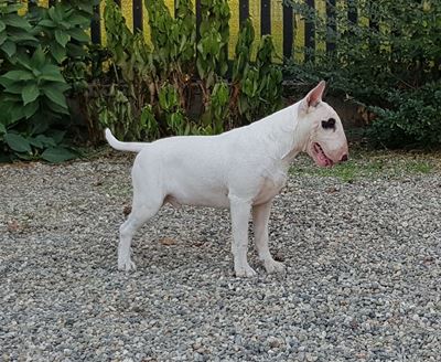 Allevamento Bull Terrier Piemonte Vercelli