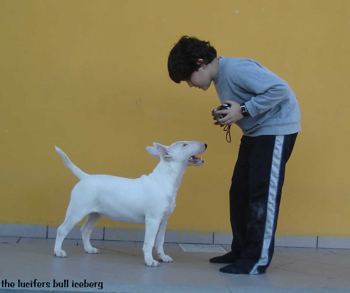 Allevamento Bull Terrier The Lucifers Bull