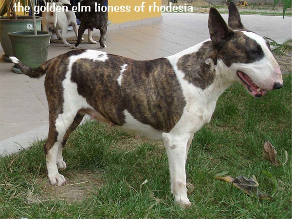 Bull Terrier Lioness of rhodesia allevamento the lucifers bull
