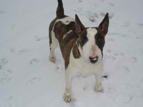 Bull Terrier Lioness of rhodesia allevamento the lucifers bull