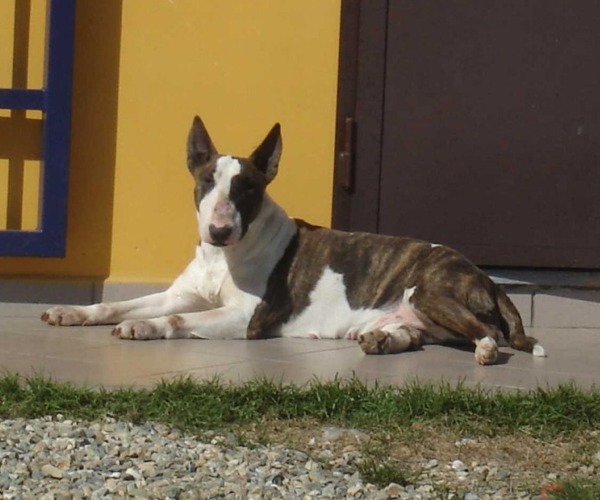 Bull Terrier Lioness of rhodesia allevamento the lucifers bull