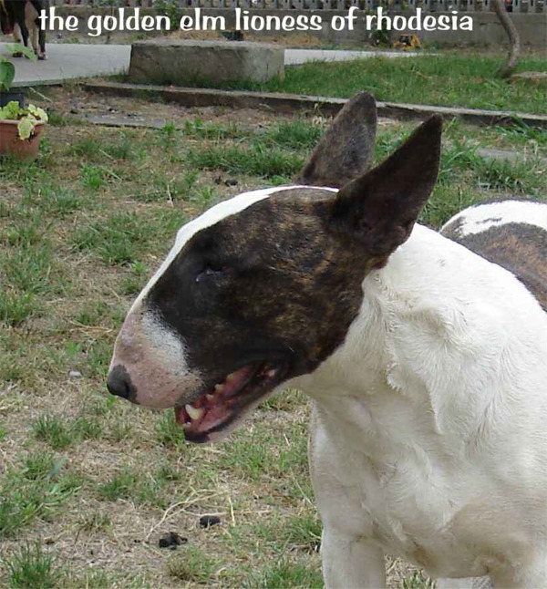 Bull Terrier Lioness of rhodesia allevamento the lucifers bull