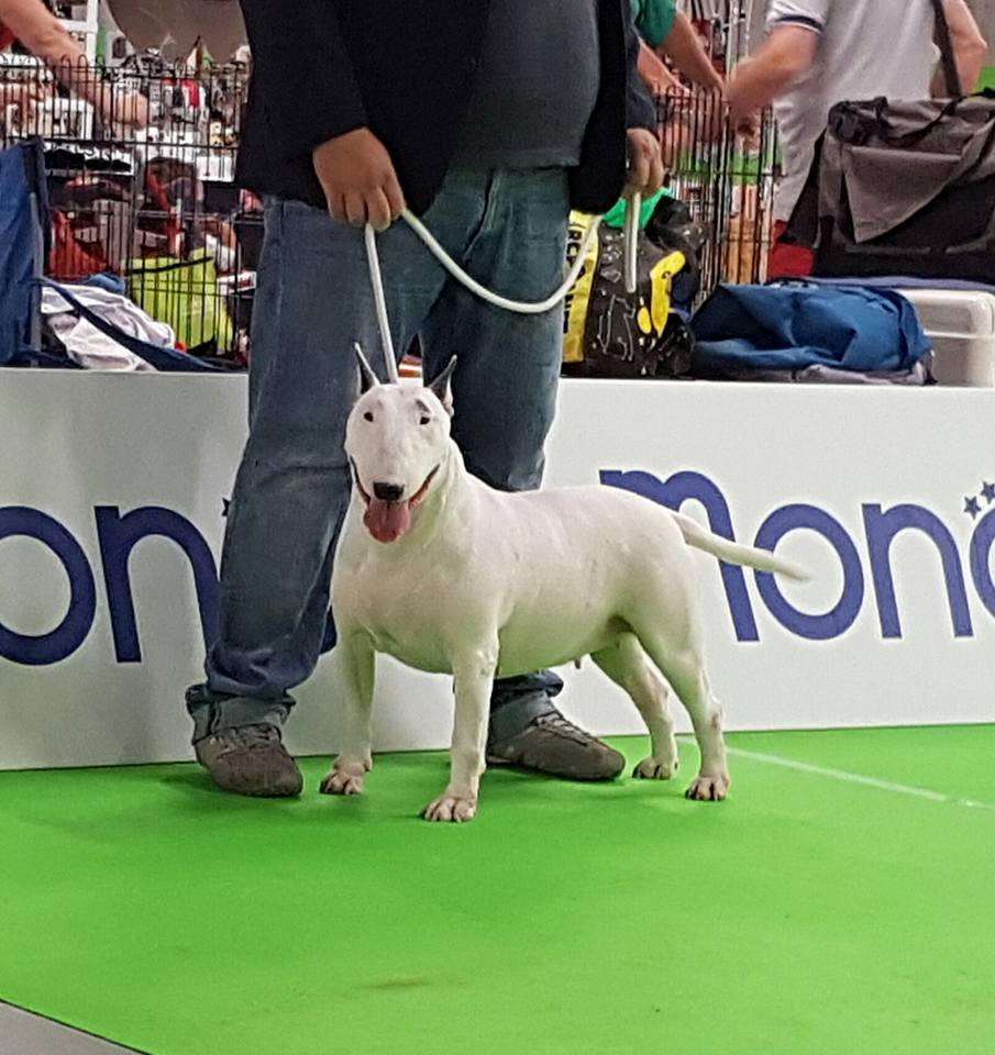 Allevamento Bull Terrier Piemonte Vercelli