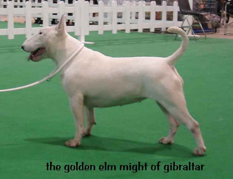 Bull Terrier might of gibraltar allevamento the lucifers bull