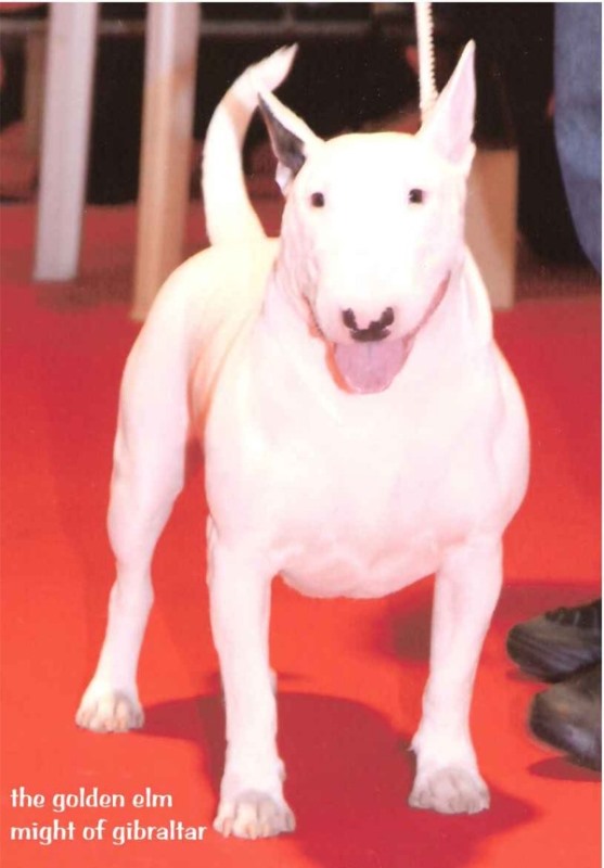 Allevamento Bull Terrier Piemonte Vercelli