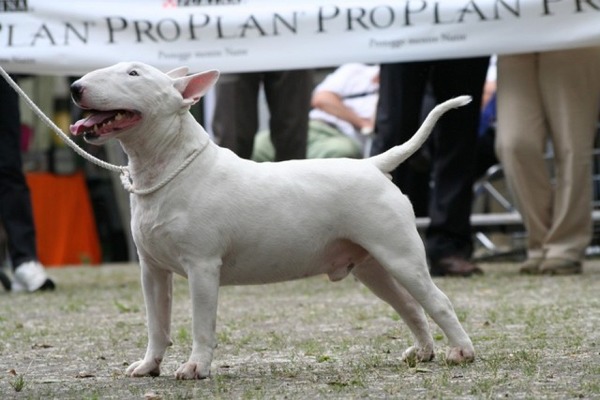 Allevamento Bull Terrier Piemonte Vercelli