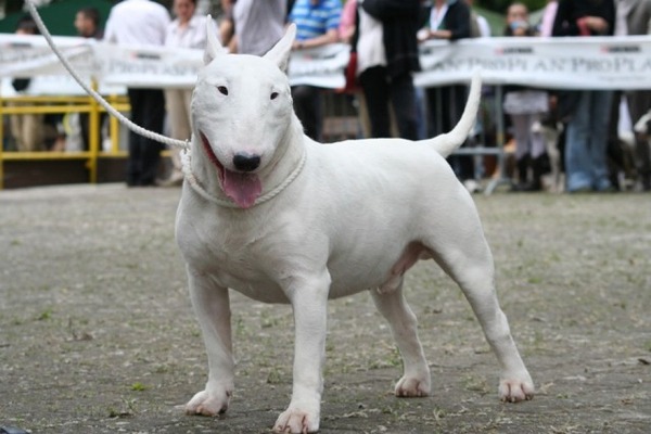 Allevamento Bull Terrier Piemonte Vercelli