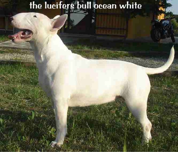 Bull Terrier ocean white allevamento the lucifers bull