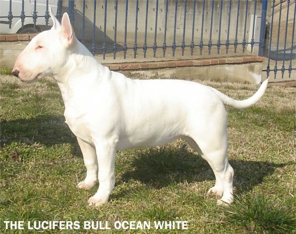 Bull Terrier ocean white allevamento the lucifers bull