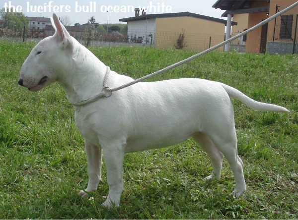 Bull Terrier ocean white allevamento the lucifers bull