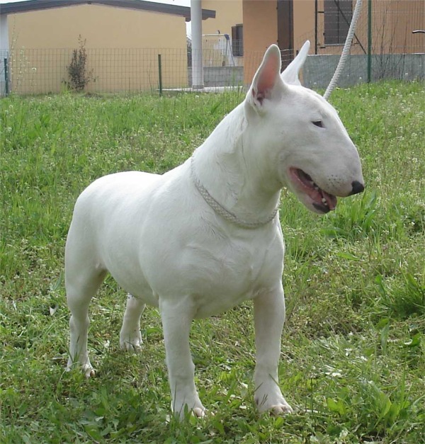 Bull Terrier ocean white allevamento the lucifers bull