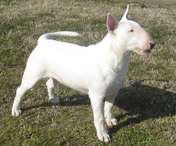 Bull Terrier ocean white allevamento the lucifers bull