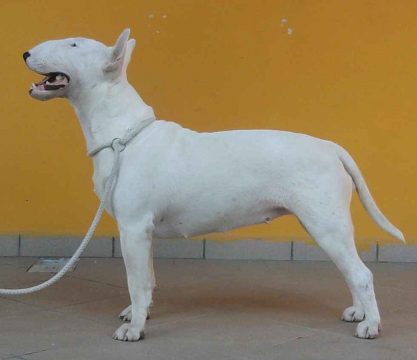 Bull Terrier ocean white allevamento the lucifers bull