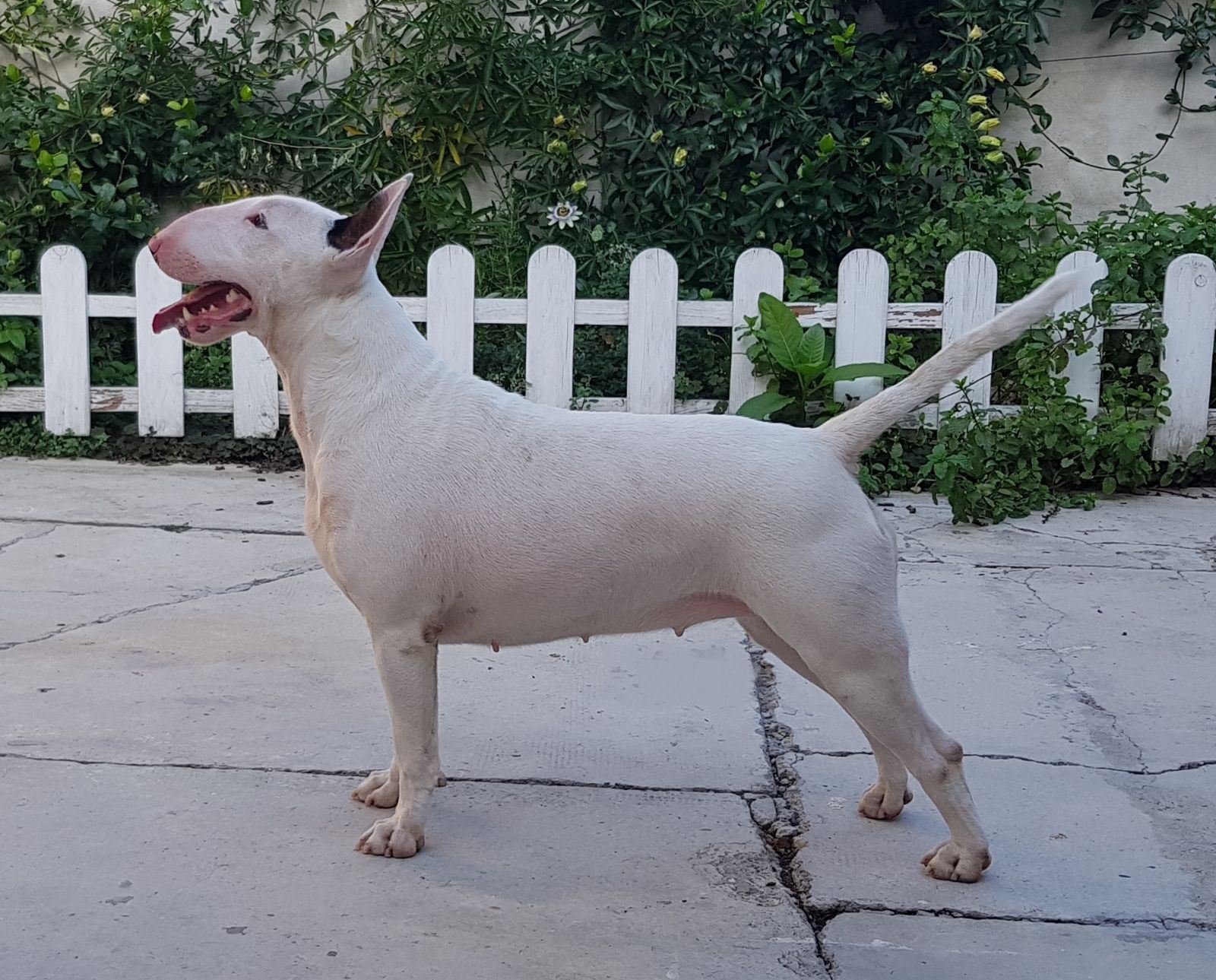 Allevamento Bull Terrier Piemonte Vercelli