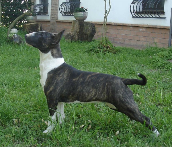 Bull Terrier zoe allevamento the lucifers bull