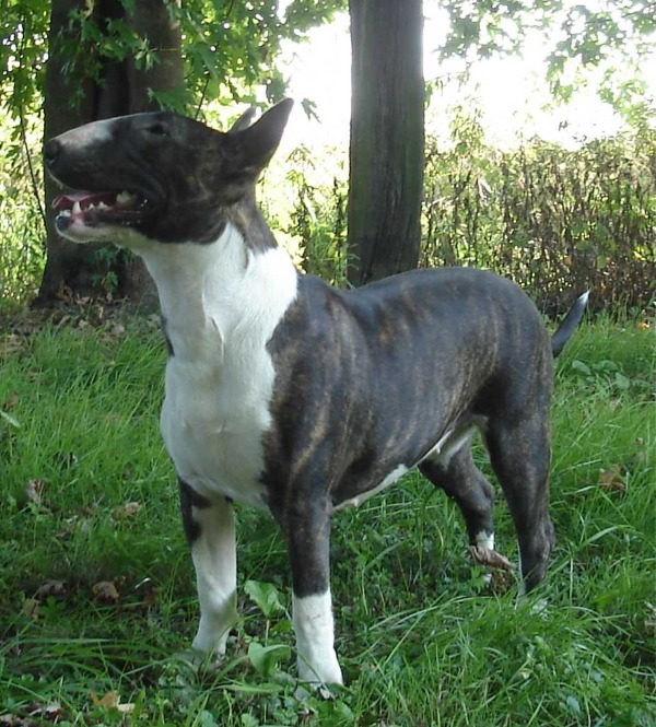 Bull Terrier zoe allevamento the lucifers bull