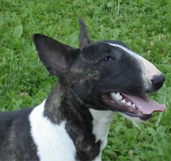 Bull Terrier zoe allevamento the lucifers bull