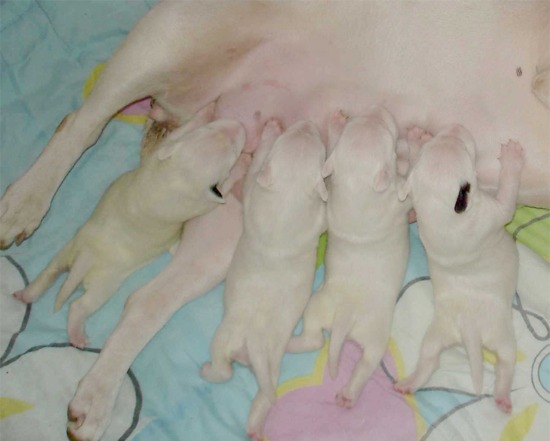 cuccioli di bull terrier Como